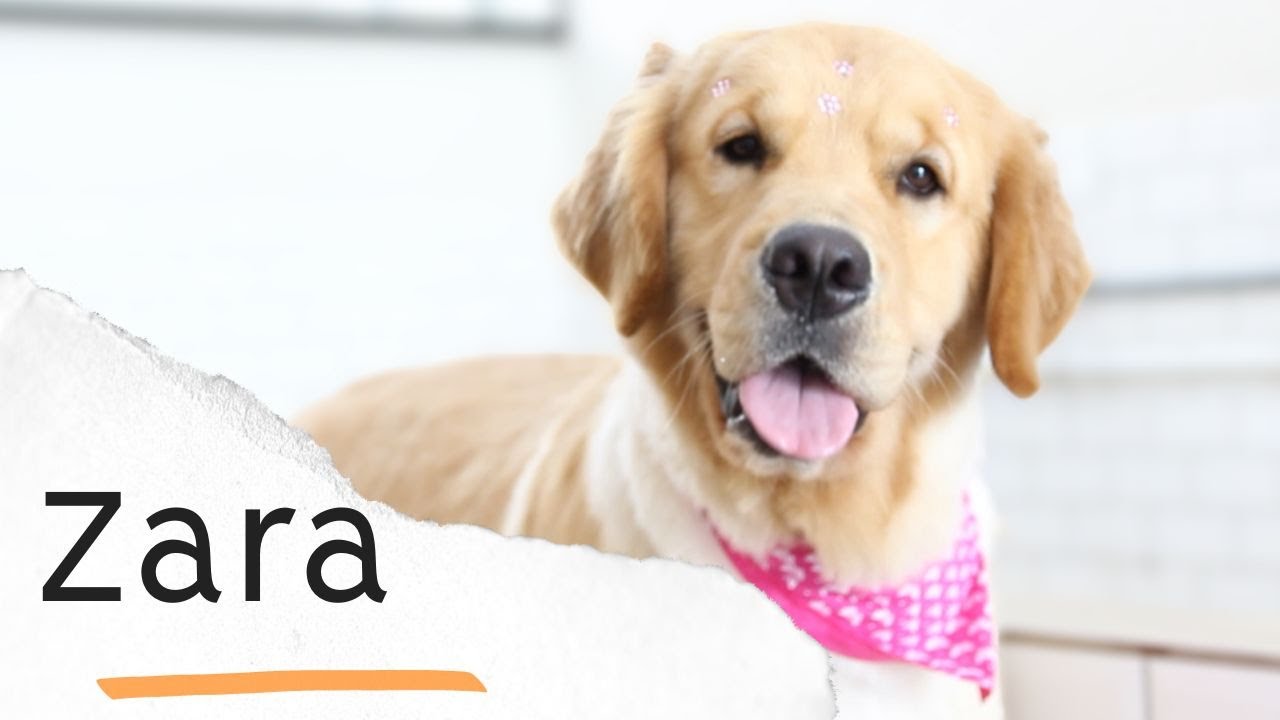 View of How to trim a golden retriever? - Your Pet Assistant