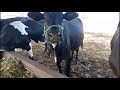 Vacas Com Mais de 30 Litros a Venda  em Queimadas-PB  |  81 99547-7118