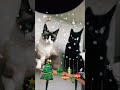 Gatos navideños