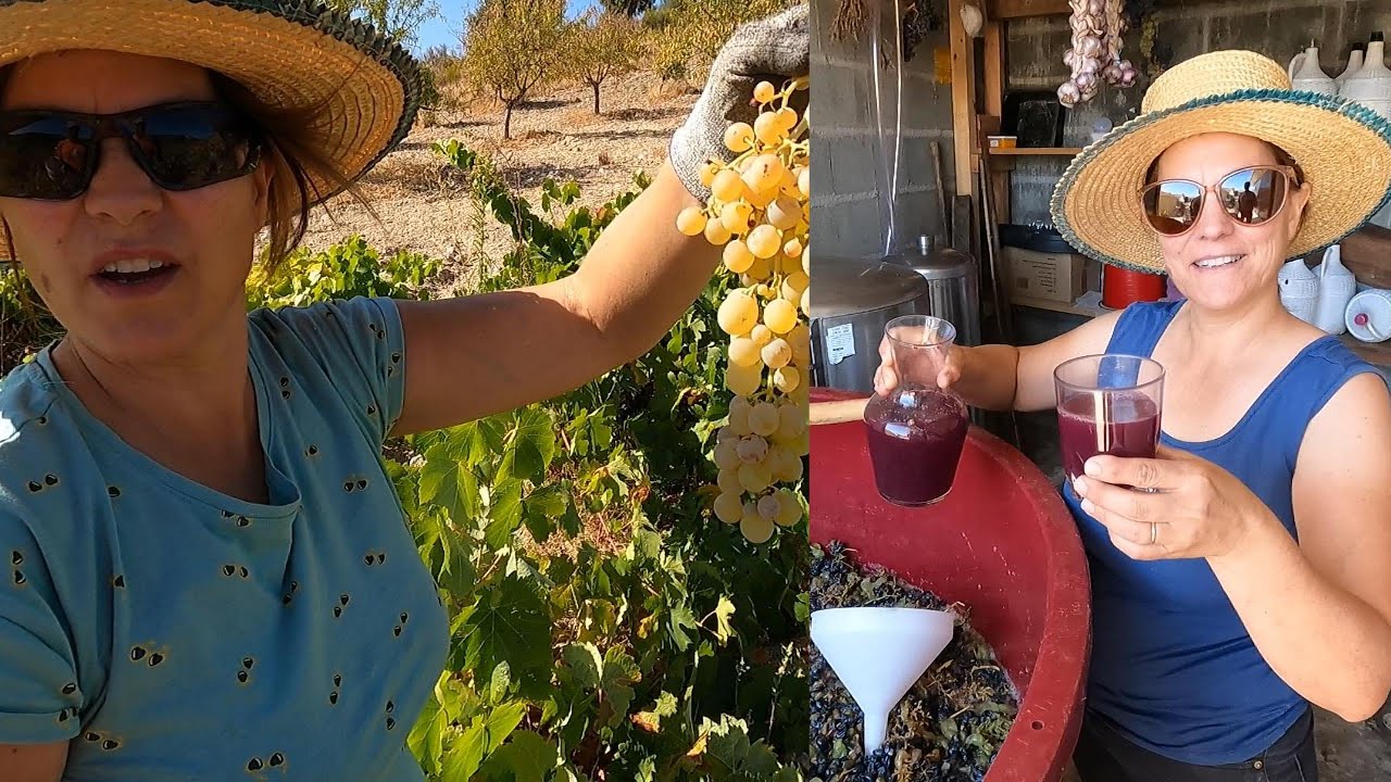 Da Videira à Taça: A Magia do Vinho Feito em Casa