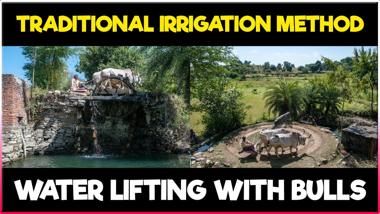 traditional-irrigation-method-water-lifting-with-bulls-ancient