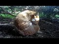 Under The Tree - The Hidden Wildlife in Our Glasgow Garden