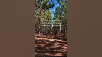 Carolina Pine Trees Farm Theme Song #FarmRestoration #Cottagecore #CarolinaVibes #PineTrees #pines