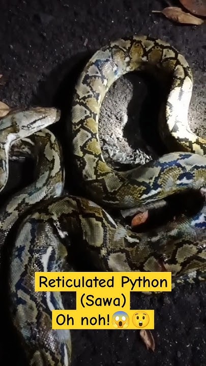 Reticulated Python (Sawa)Oh noh!😱😲 #snake #snakevideo #nature #animals ...