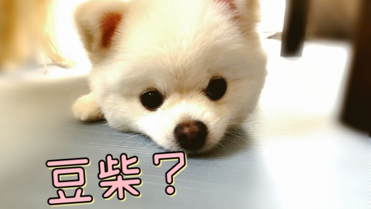 ポメラニアン トリミングで初めてのカットをしたら豆柴ちゃんになった Youtube ポメラニアン トリミングで初めてのカットをしたら豆柴ちゃんになった Youtube