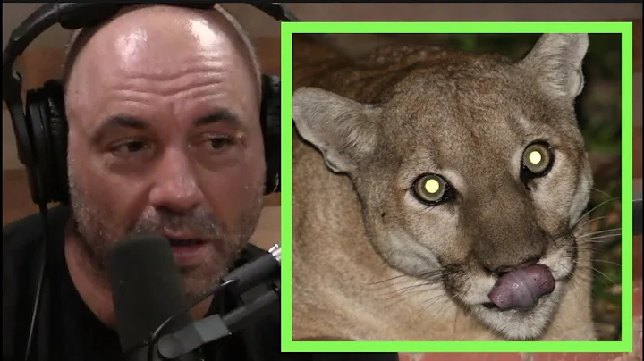 Joe Rogan | Mountain Lion Was Killed by Rat Poison
