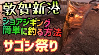 【福井県釣り】敦賀新港ショアジギングサゴシ祭り！北陸の超人気釣りポイント鞠山(まるやま)海遊パークは投げサビキ釣りだけでなくライトショアジギングもアツい！ジグパラで福井海釣り人気のおかっぱりサゴシ釣り