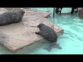 落ちて遊ぶアザラシの赤ちゃん~Habour Seal Baby falls and plays