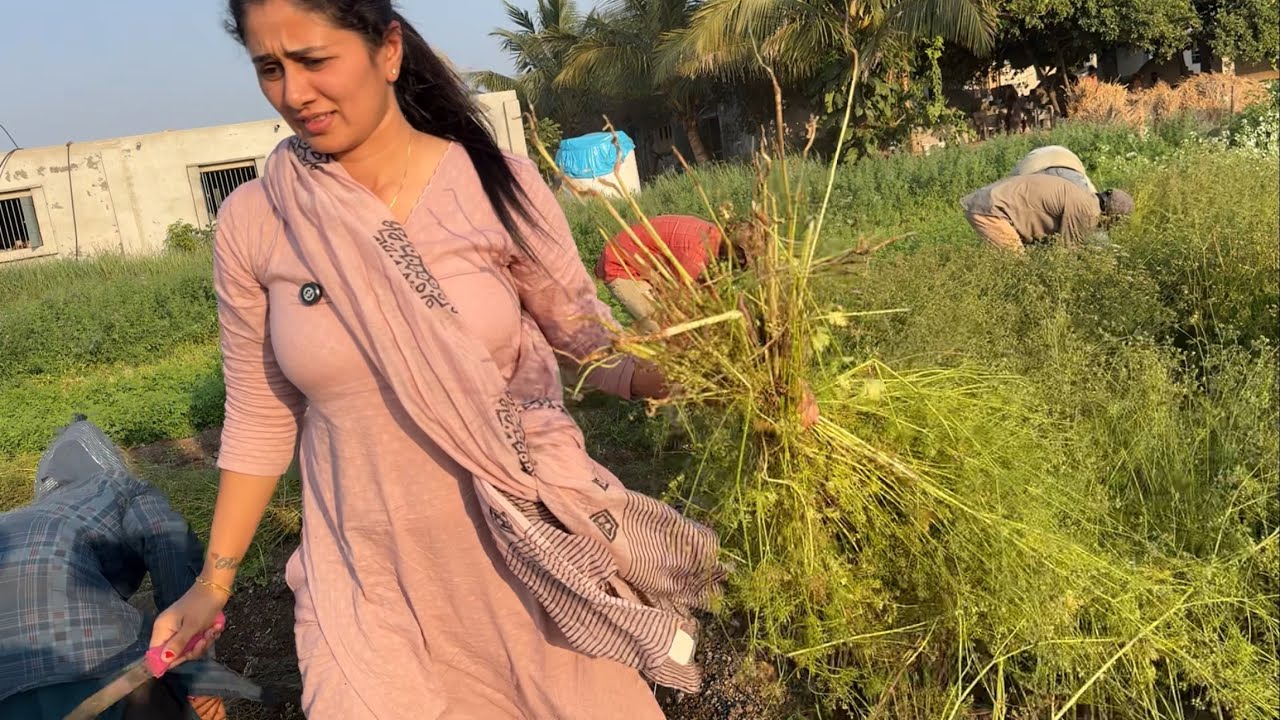 Dhaniya ki katae chalu 