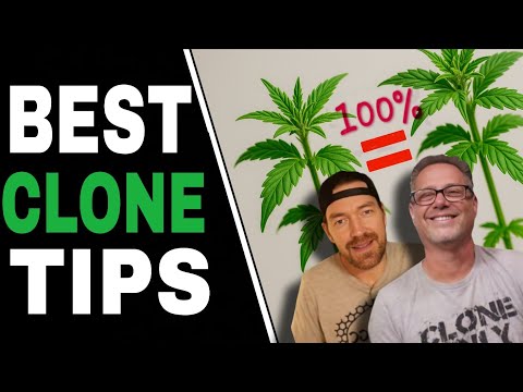Little-Known Cannabis Cloning Tricks Only Top Growers Know
