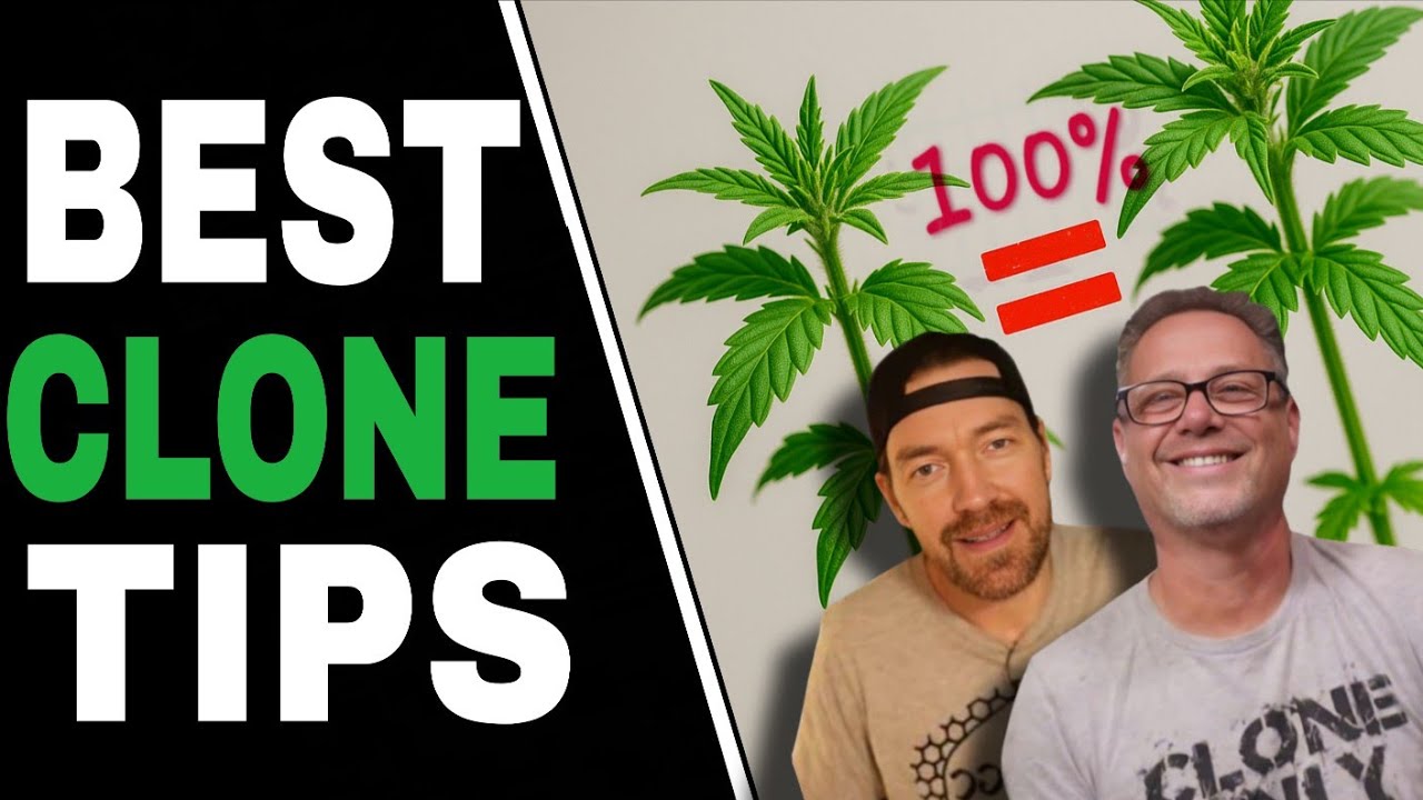 Малоизвестные трюки по клонированию каннабиса, известные только опытным производителям