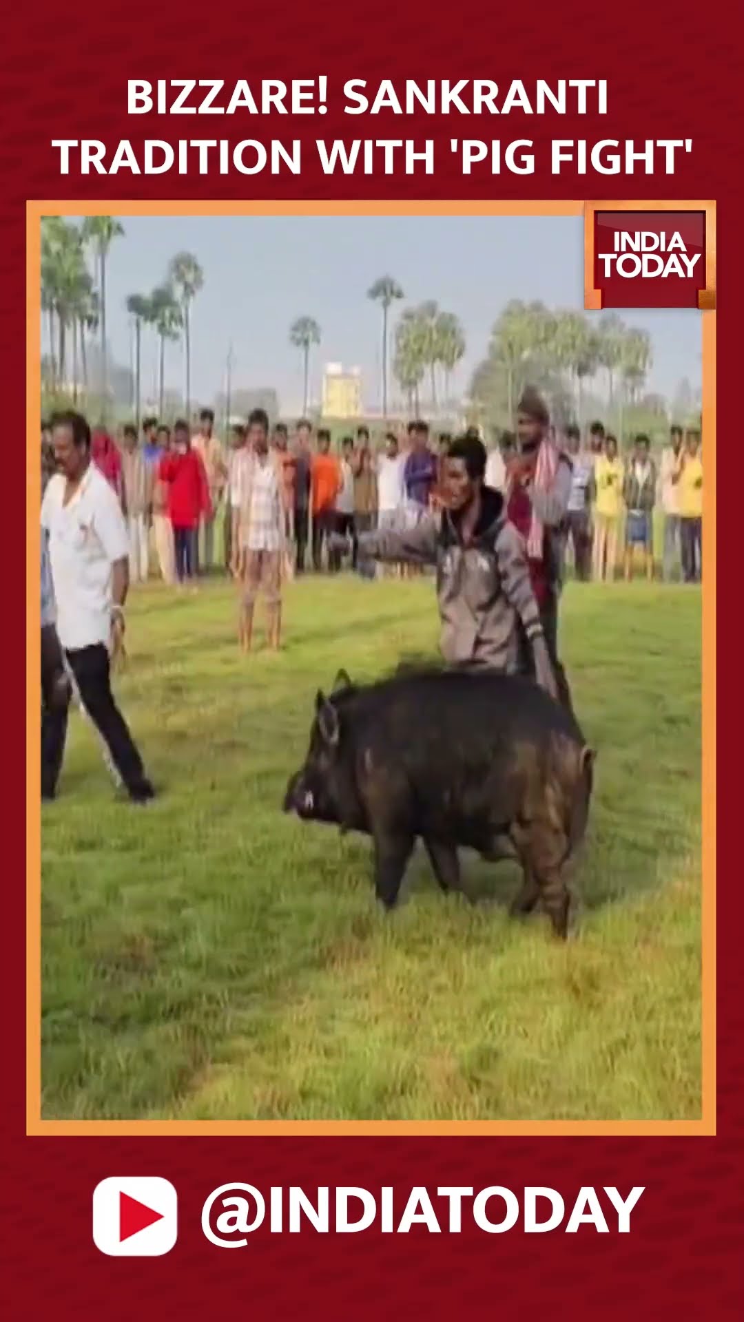 Sankranti Spectacle: Hundreds Watch Pig Fight Tradition In Andhra's West Godavari | India Today