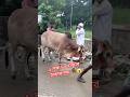 cow video 11 #shorts #cow #song
