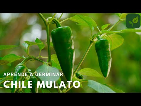 Video: ¿Qué es un chile mulato? - Cómo cultivar plantas de chile mulato en el jardín