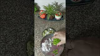 Lauki Paneer Bhurji Video Cook With Pravita