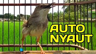 Pancingan ciblek supaya rajin bunyi||suara ciblek gacor paling cepat merespon