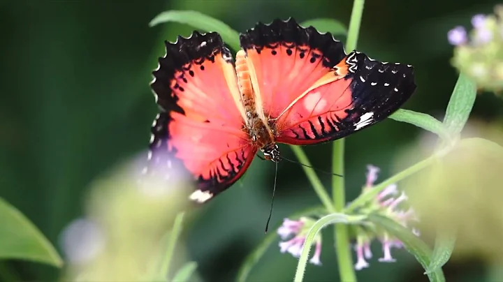Beautiful Flowers ~ Planet Earth Amazing Nature Scenery & The Best Relax Music • 3 HOURS