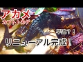 アカメカブトトカゲ水槽立上げ Part.3（最終回）