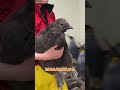オウサマペンギンの赤ちゃんの体重測定&ごはんタイム🐧🥝 #アドベンチャーワールド