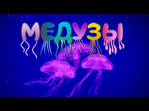 Медузы | Познавательное видео про медуз | Удивительный мир беспозвоночных