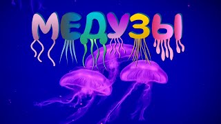 Jellyfish | What Is a Jellyfish? | Jellyfish Stings | The Wonderful World of Invertebrates