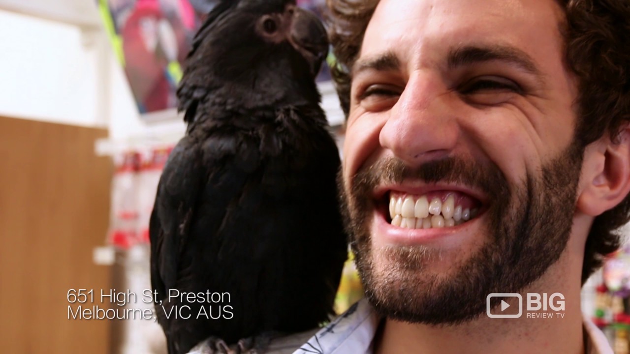 Bird City a Pet Store in Melbourne offering Parrot and Pet Birds YouTube