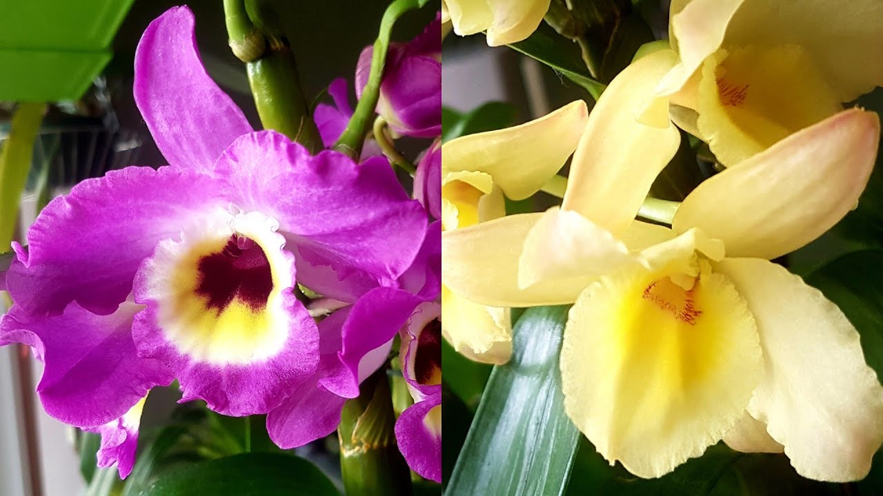 兰花/金钗石斛的养护方法及管理Nobile Type Dendrobium