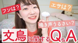 【文鳥のお世話】フン