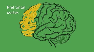 The Frontal Lobes and Executive Control of Cognition