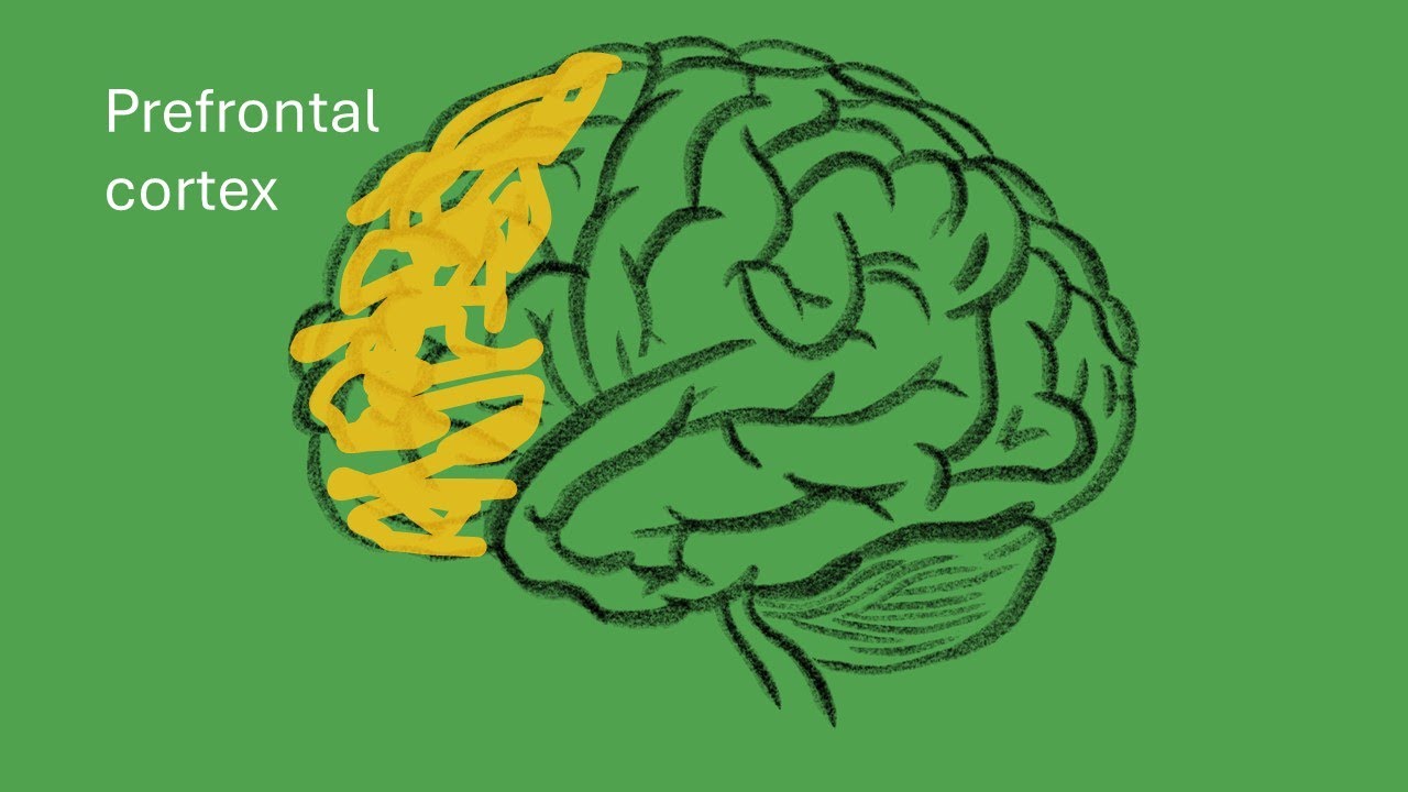 Brain Prefrontal Cortex