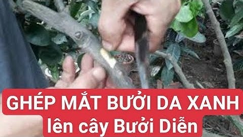 Hướng dẫn ghép mắt bưởi da xanh lên cây bưởi diễn