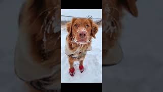 Canada Pooch Soft Shield Dog Boots Review
