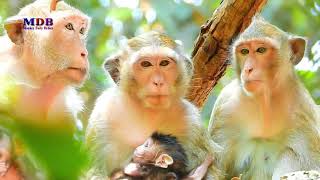 Download lagu Three Mothers — Casi, Cesca, and Tana — With Their Babies