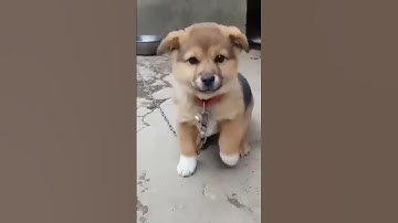 Thumbnail of small dog voice ,chhota dog soundpappyawajdogvoicedogsound shortsviralvideothe voicethe