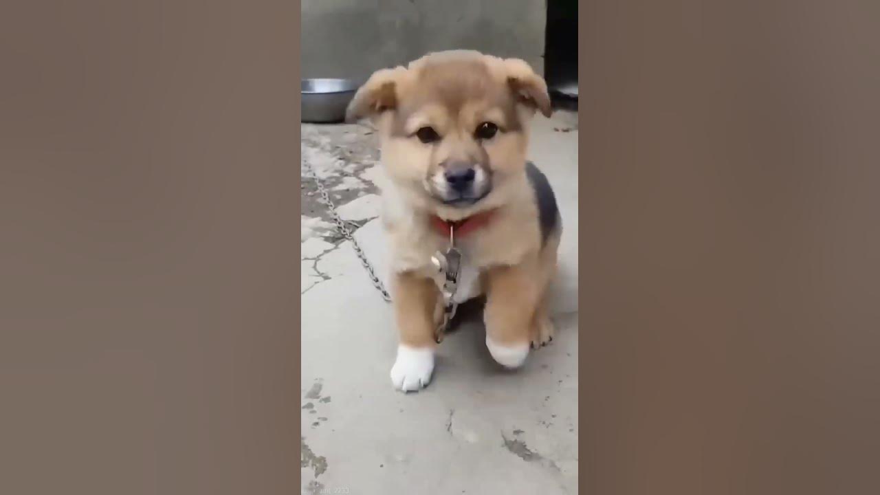 small dog voice ,chhota dog soundpappyawajdogvoicedogsound shortsviralvideothe voicethe