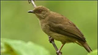 suara burung karuang jernih 100%