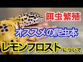 レオパの腫瘍がヤバすぎる件…etc…