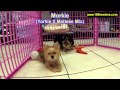Morkie, Puppies For Sale, In, Kent, Washington, WA, Bainbridge Island, Mercer Island, Maple Valley, Morkie, Puppies For Sale, In, Kent, Washington, WA, Bainbridge Island, Mercer Island, Maple Valley,