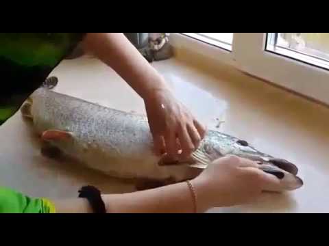 Наталья Орейро очаровала всех на красной дорожке ММКФ