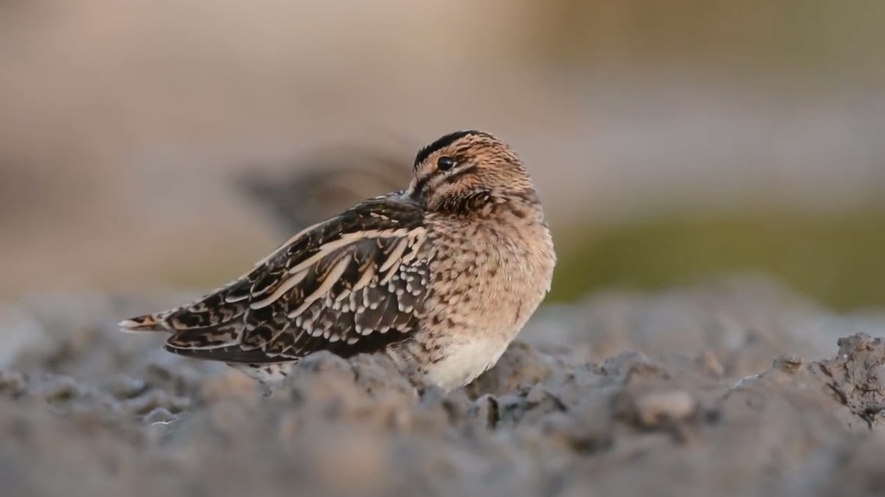 Бекас Gallinago