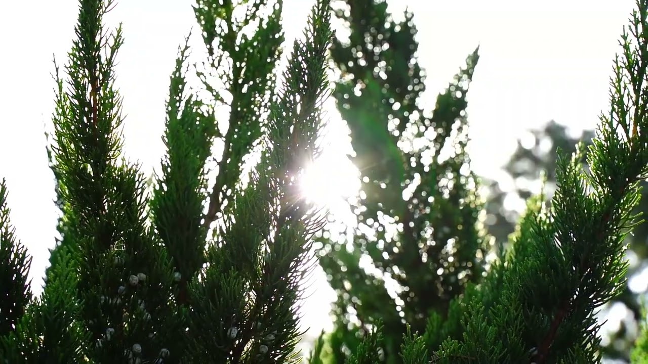 In the Mossy Shadow of the Forest