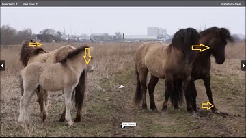 The Wild Konik of the Netherlands Body Language Decoded