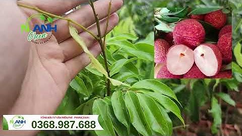 Giống Vải Không Hạt Nhập Khẩu | Trái To, Cùi Dày, Không Sâu Cuống - Cơ Hội Làm Giàu Mới