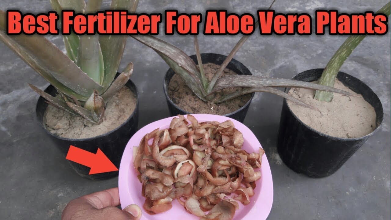 Fertilizer For Aloe Vera Plants to Grow Faster Potato Peel Fertilizer