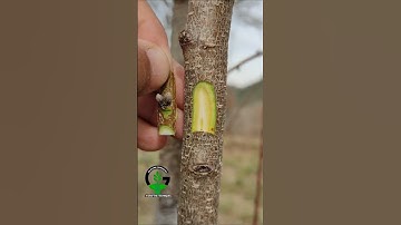 Chip bud grafting peach tree #fruitplants #howtografting #budding