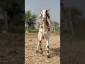 :🐐 ناچتی ہوئی بکری نے سب کو حیران کر دیا! 😍 | Funny Dancing Goat #Shorts