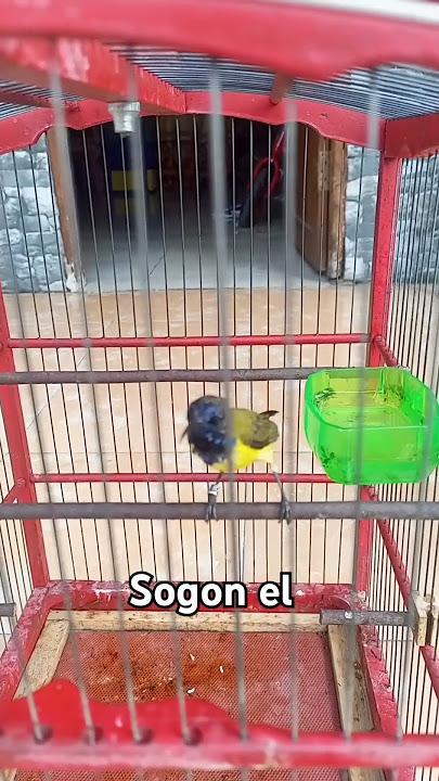 Sogon isian Tengkek udang/cekaka #birds #masteran #kicaumania #sogon #sogokontong