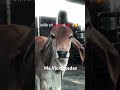 yadav ji #cow#gaumata#fakira #song #music #viralshorts