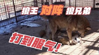 1056 不听话的狼咋整治 狼王一挑二立威吓坏众人 养狼人担心后果严重 Youtube