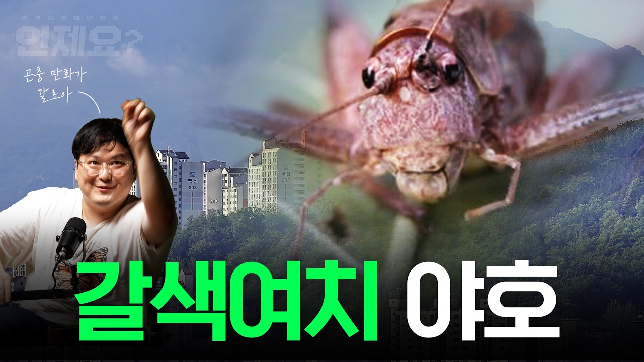 갈색여치 뭔데 다 무서워해요? 갈로아가 푸는 곤충의 맛과 생태 l 언제요 딥토크 ep17 